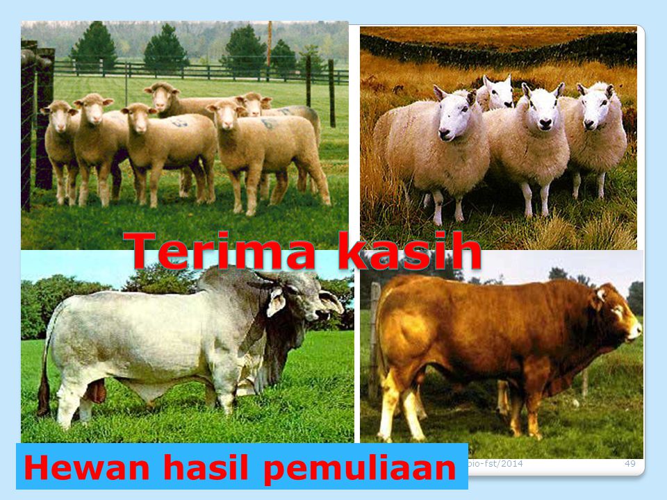 Poster Pemuliaan Hewan Dan Tumbuhan